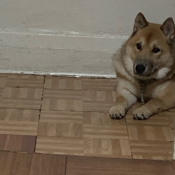 Meet your Posher, David - Picture 1 of 1